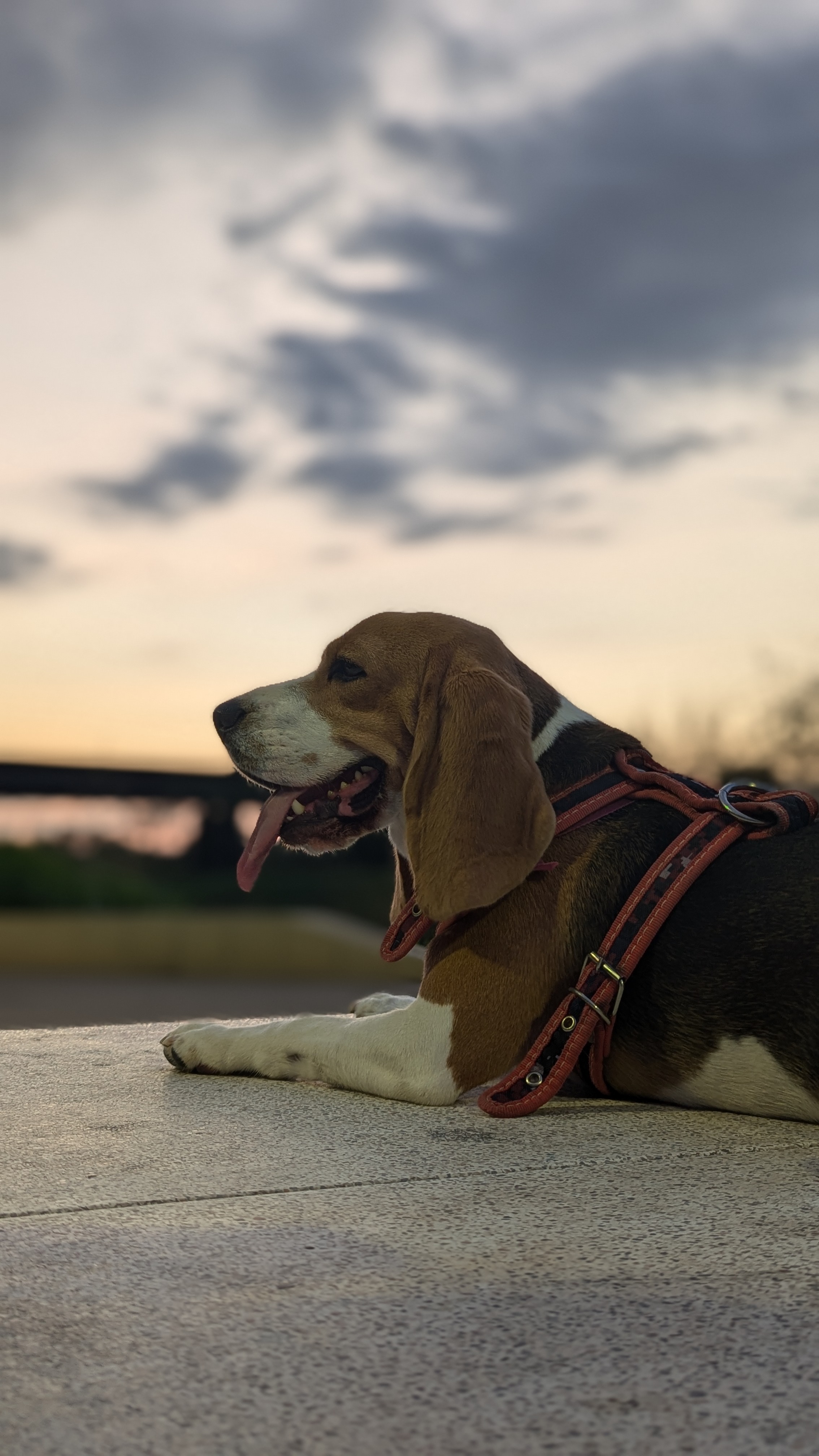 El Beagle: la nariz más famosa del mundo canino