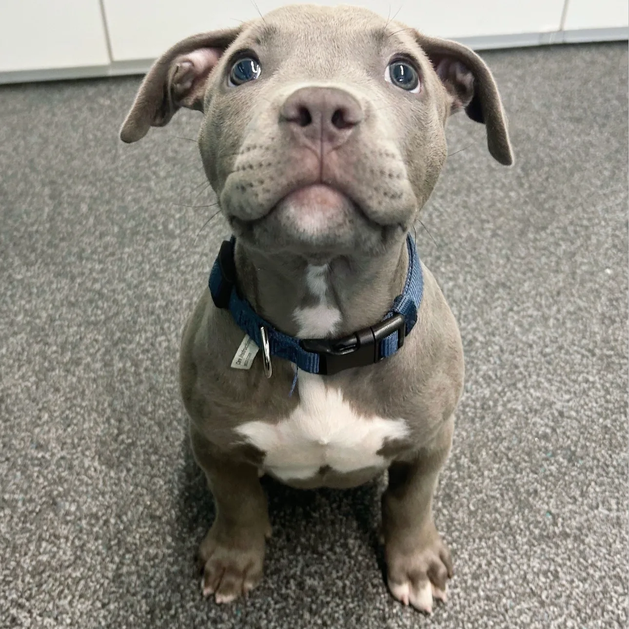 Bruiser